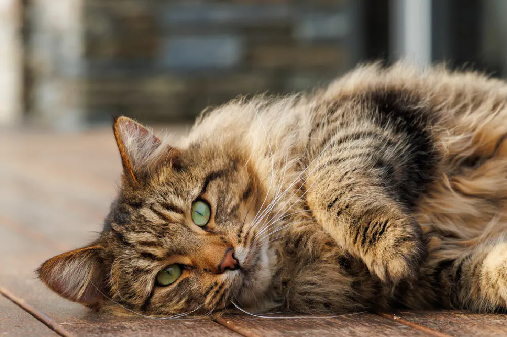 The three cats lounging around 2