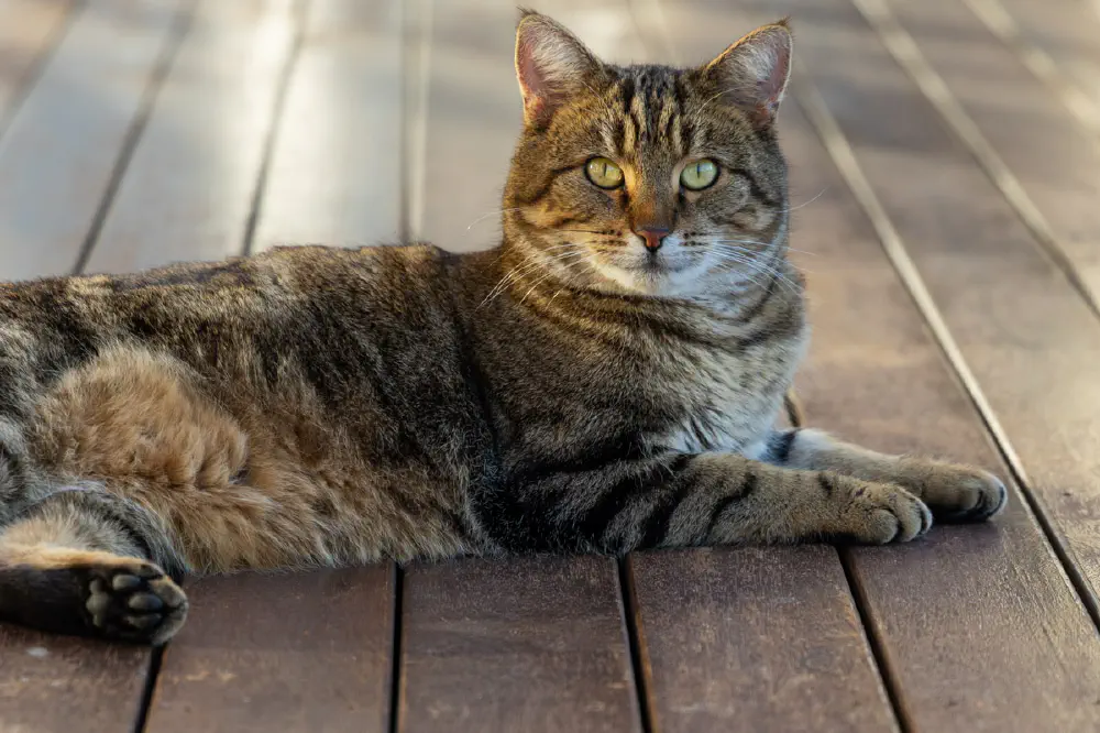 The three cats lounging around 3