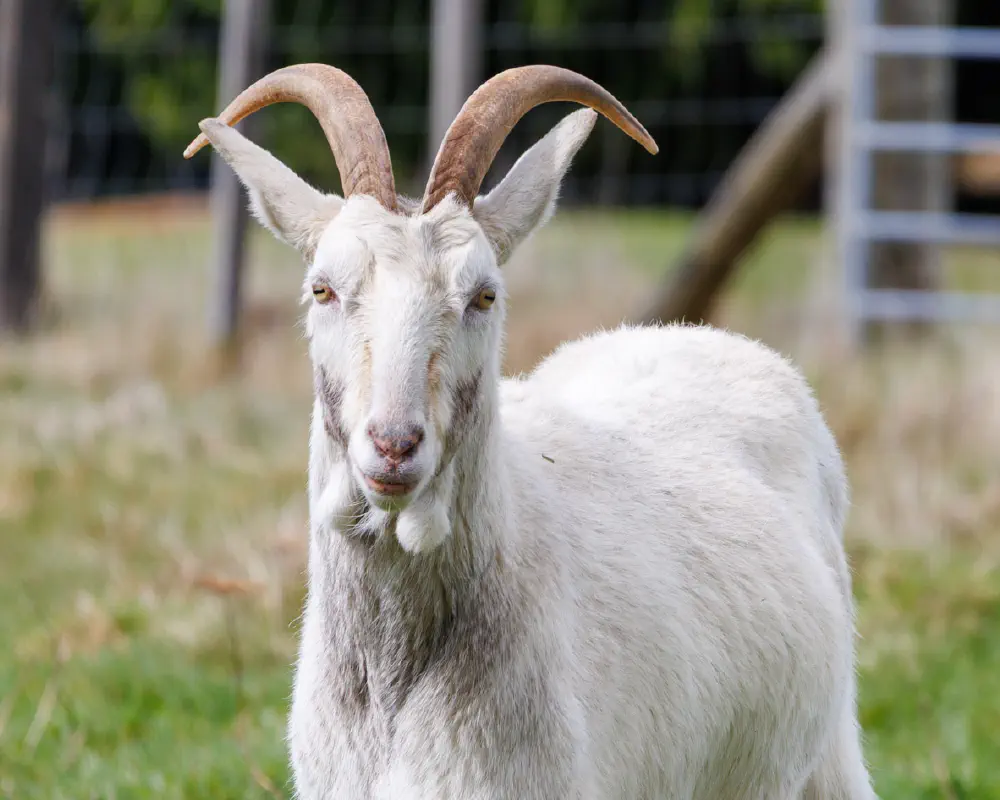 Smokey, Woody and Popey 1